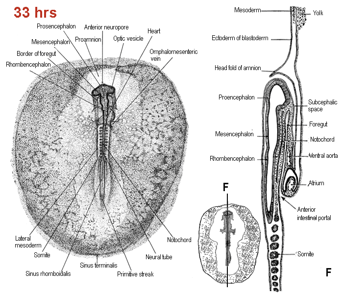 dorsal view and longitudinal section through a 33 hrs embryo of chicken, according to Patten 1920