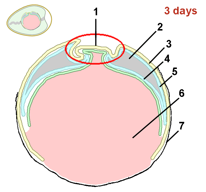 Schematic drawing cross-section through the egg of the chicken after 3 days