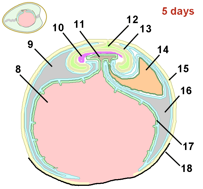 Schematic drawing cross-section through the egg of the chicken after 5 days