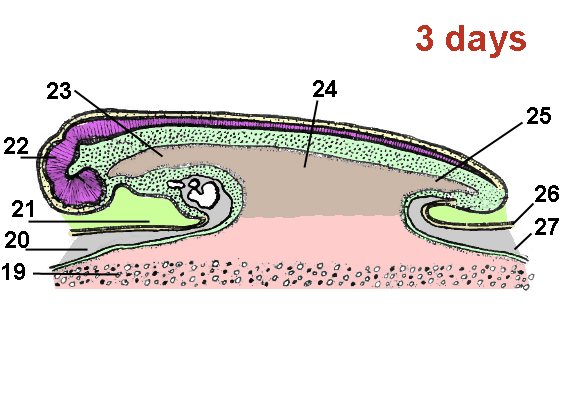 Schematic drawing longitudinal section through the egg of the chicken after 3 days