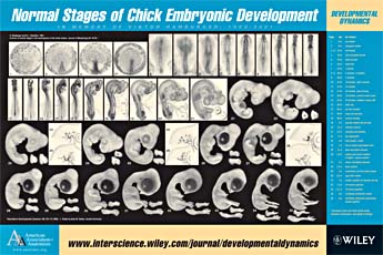 embryologie bij de kip