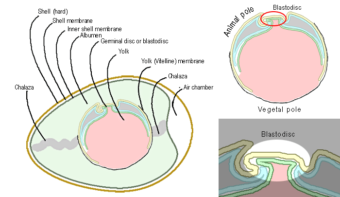 Location of the embryo in an fertilized chick egg