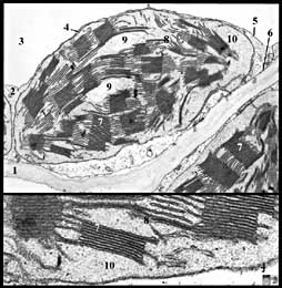 TEM image of chloroplast in tobacco