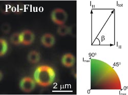Polarization Fluorescence microscopy of porphyrin rings