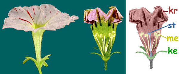 Wild type Petunia; gehele en opengesneden bloem