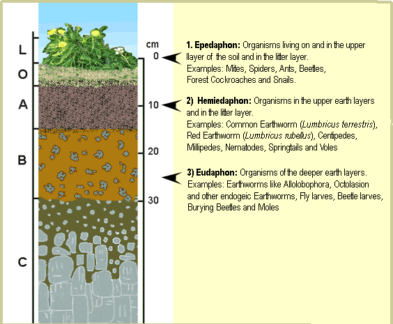 3 soil layers