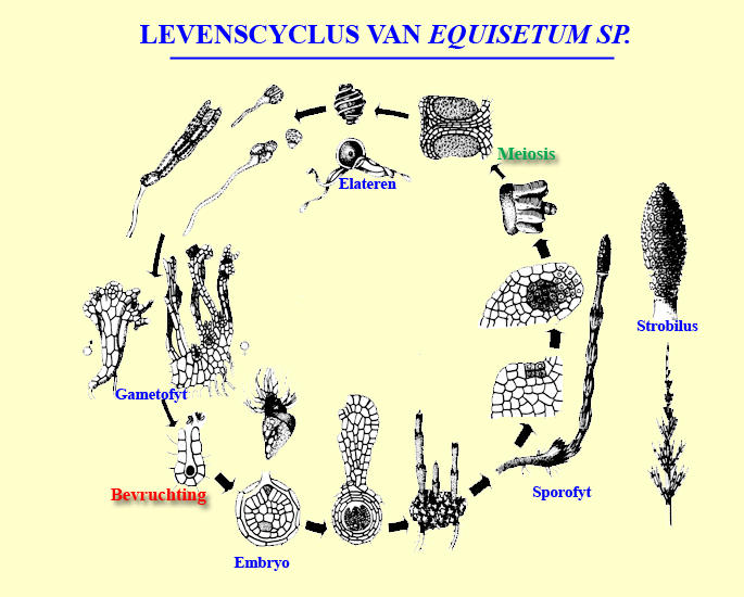 levenscyclus van equisetum, paardenstaart