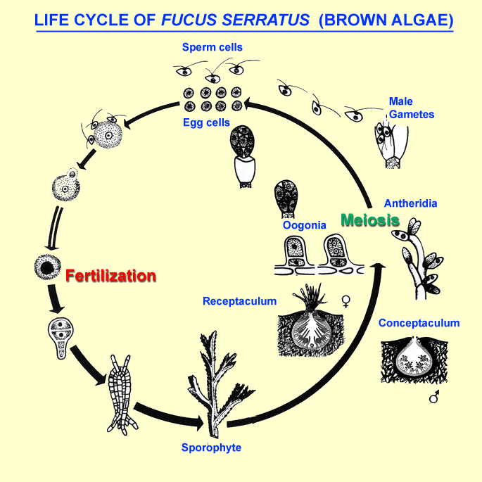 Life cycle of Fucus serratus