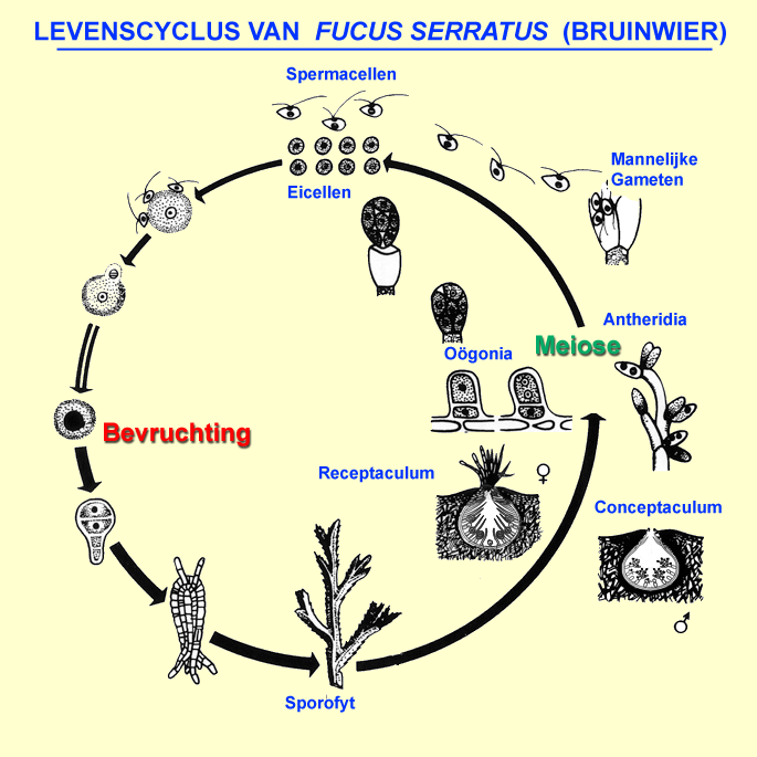 Levencyclus van Fucus serratus