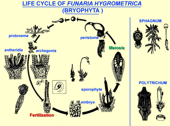 Life cycle of Funaria, Sphagnum, Polytrichum
