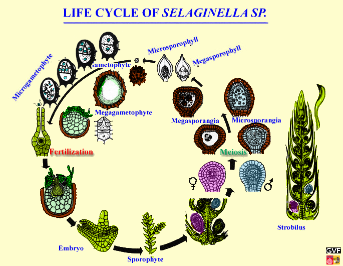 life cycle of Selaginella