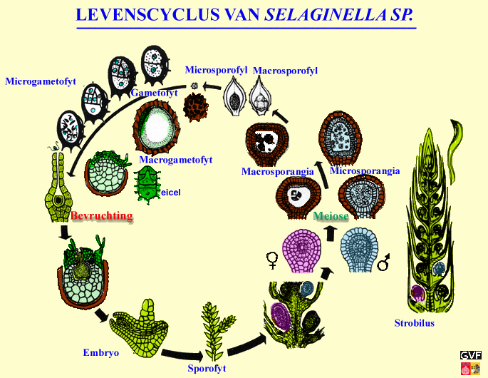 levencyclus van Selaginella