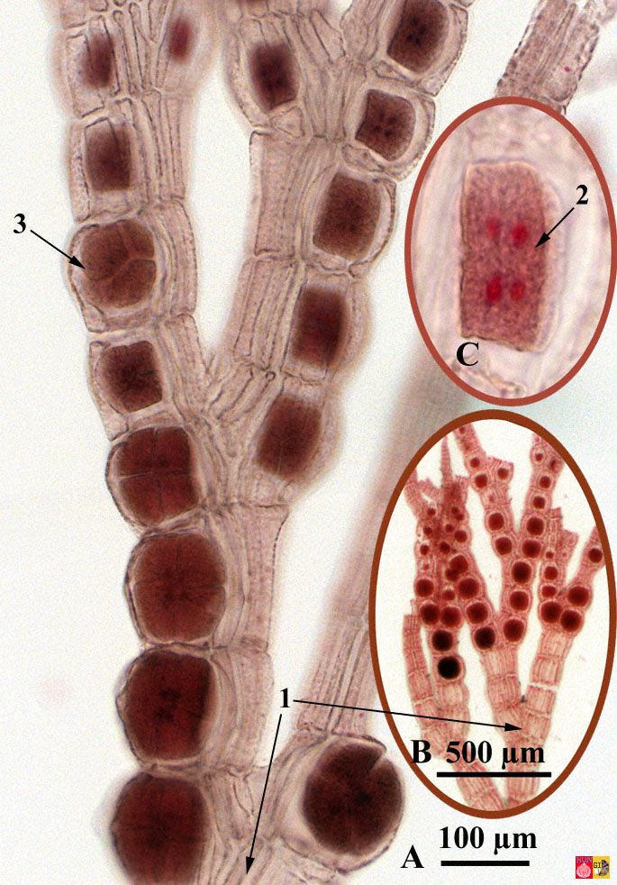 tetrade stadium van polysiphonia