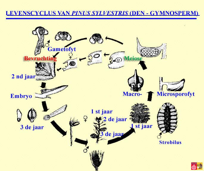 Levenscyclus van Pinus sylvestris (den; Gymnosperm)