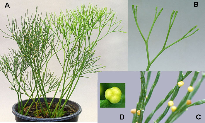 Habitat of Psilotum, whisk fern