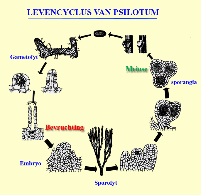 levenscyclus van Psilotum