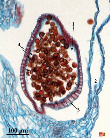 Microsporangium van Selaginella
