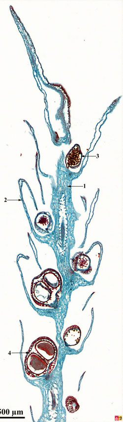 macrosporangium van Selaginella