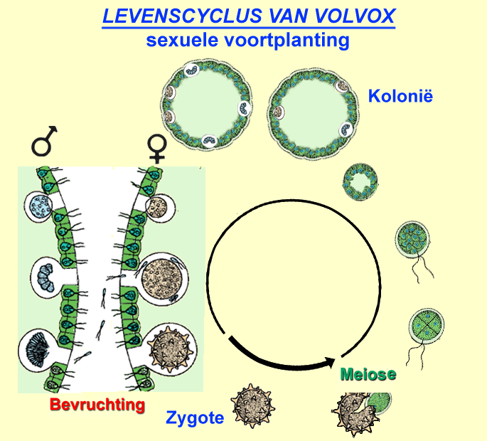 Levencyclus van Volvox: geslachtelijke/sexuele voortplanting