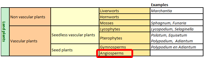 classification Angiosperms