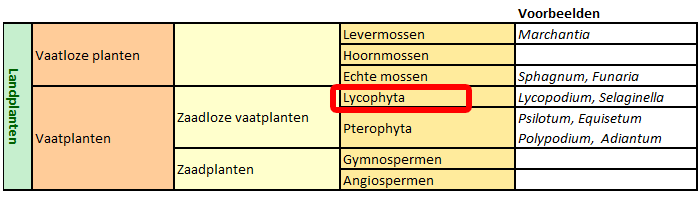 Klassificatie van Lycophyta