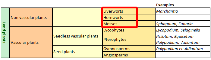 Classification of the mosses