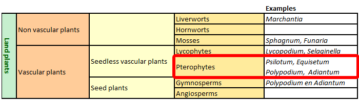 classification Pterophyta
