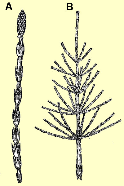fertiele en vegetatieve spruiten van Equisetum arvense. Bron: K. Giesenhagen, 1903