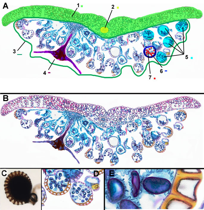 fern-indusium-sori-spores