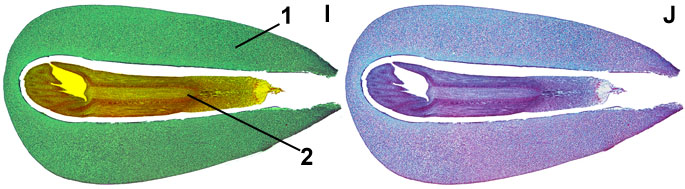 rijpe embryo van de den