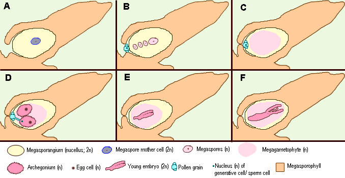 [Schema van de gametofyten en bevruchting bij gymnospermen][Scheme of the gametophytes and fertilization in Gymnosperms)