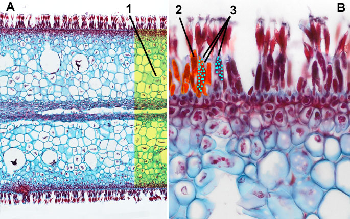 Laminaria: Thallus overzicht en detail van sporangia
