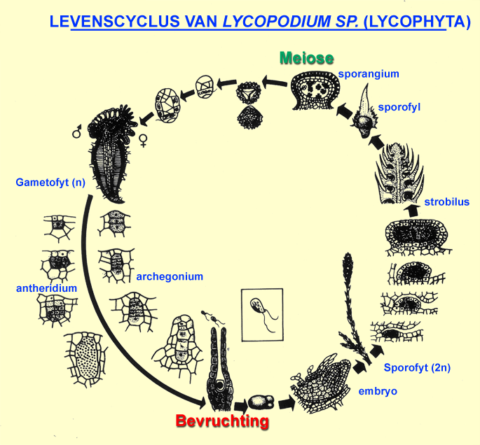 levencyclus van Lycopodium