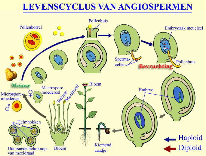 Levenscyclus van Angiospermen