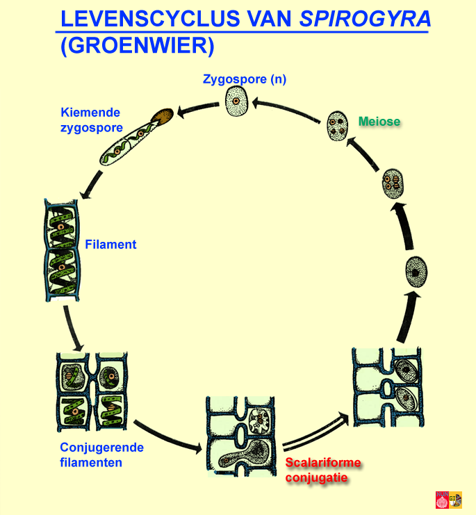 levencyclus van Spirogyra