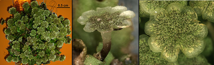 Macrophotos of the antheridiophore of Marchantia