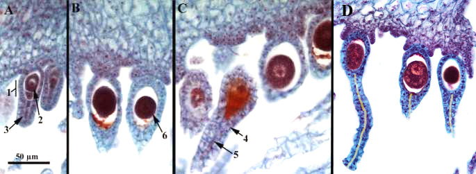 Macrofoto en lichtmicroscopische opname van archegonia van Marchantia met eicellen