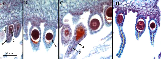 marchantia antheridia and archegonia