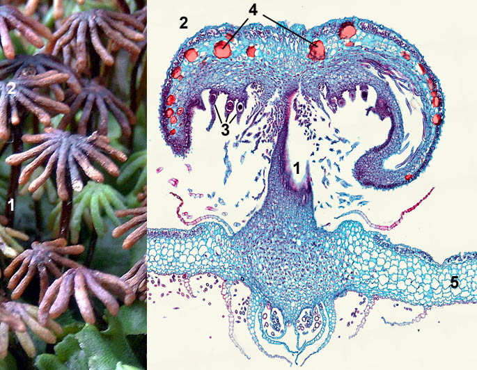 Macrofoto and light microscopical view of archegoniophores of Marchantia; foto Ted van Gaalen, Liesbeth Pierson