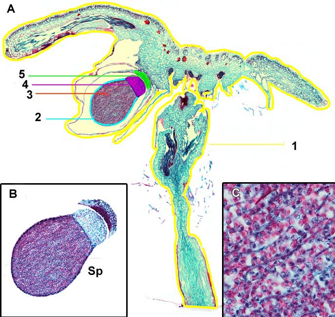 Marchantia Antheridia And Archegonia