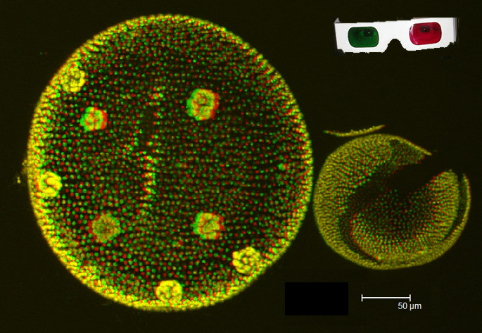 Rood-groen anaglyf stereo projectie van Volvox kolonie (confocale laser scanning microscopie)
