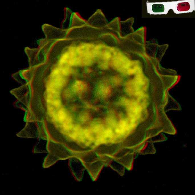 Rood-groen anaglyf stereo projectie van Volvox zygote (confocale laser scanning microscopie)