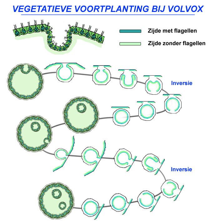 Levencyclus van Volvox: vegetatieve/asexuele voortplanting