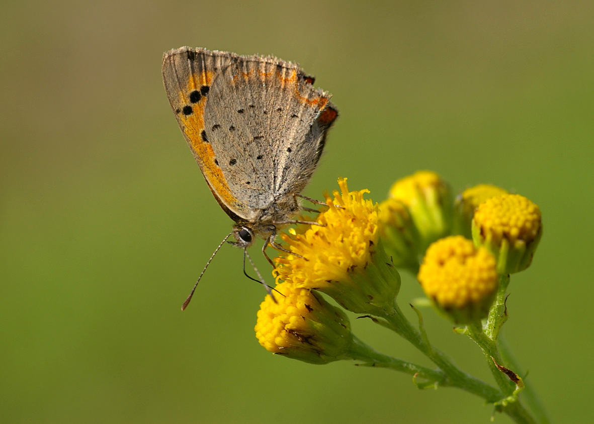 Pollination