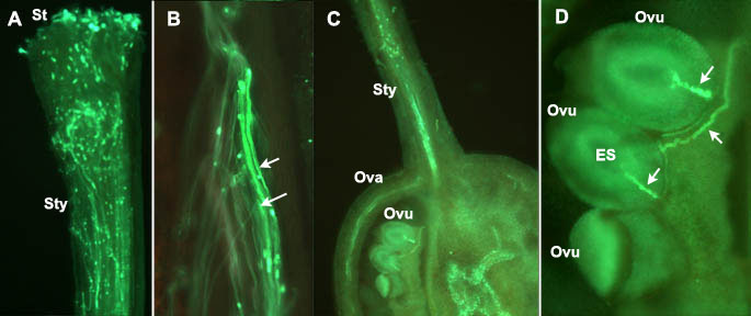 Fluorescence microscopy of the growth of pollen tubes through the pistil in tomato