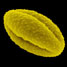 SEM foto van Bijvoet pollen