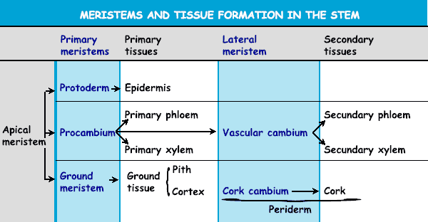 Meristems and tissue formation stem
