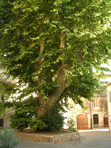 Thickening growth tree: platane
