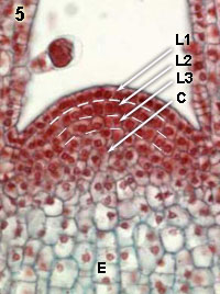 Meristematische cellen in de scheut bij siernetel