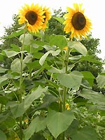 Thickening growth stem: sunflower